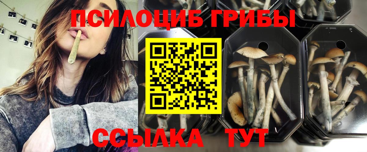 Псилоцибиновые грибы Psilocybine cubensis  Вход с VPN  Нижнекамск 